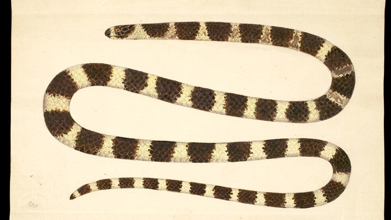 Drawing of the alternately black and yellow Bandy Bandy snake
