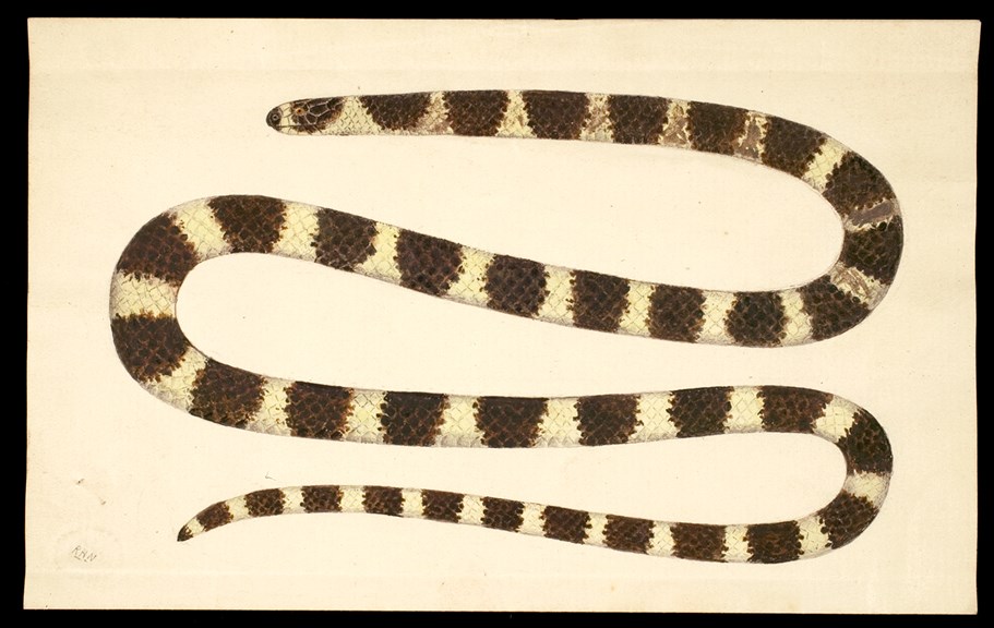 Drawing of the alternately black and yellow Bandy Bandy snake