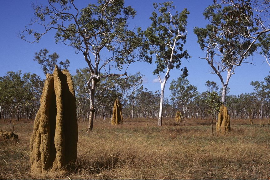 a photo of large sandy coloured structures in bushland