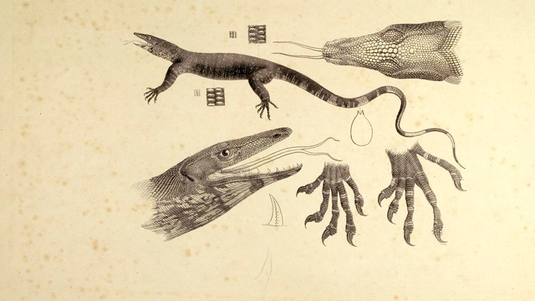 Lithographic proof of a Lace Monitor