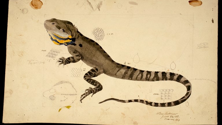 Illustration of a Gippsland Water Dragon