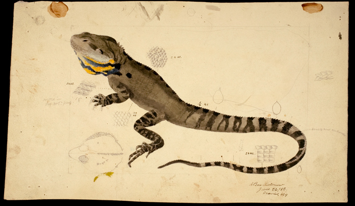 Illustration of a Gippsland Water Dragon