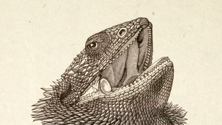 Illustration of a bearded lizard - detail of its head and neck