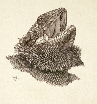 Illustration of a bearded lizard - detail of its head and neck