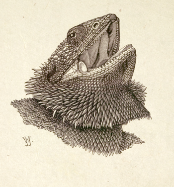Illustration of a bearded lizard - detail of its head and neck