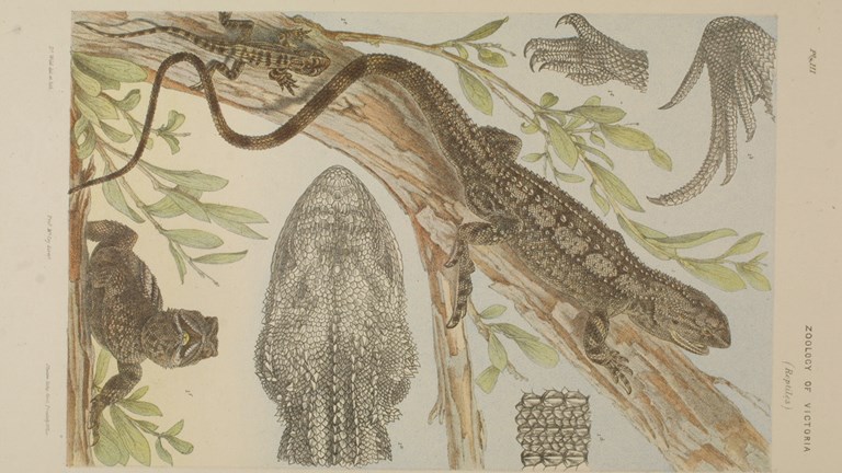Scientific illustration of a tree dragon