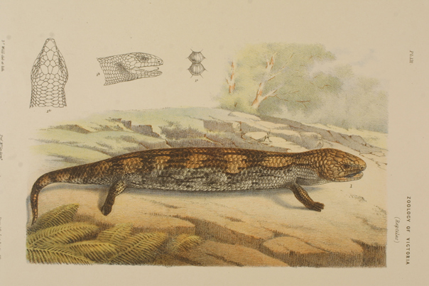 Scientific illustration of a Blotched Blue-tongue Lizard