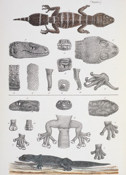 Scientific illustration of a Thick-tailed Gecko and a Marble Gecko