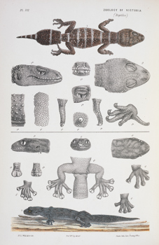 Scientific illustration of a Thick-tailed Gecko and a Marble Gecko