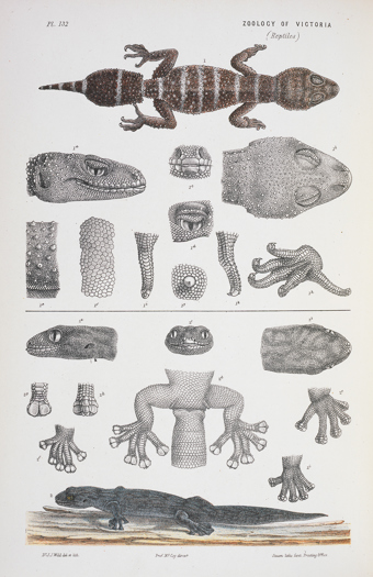 Scientific illustration of a Thick-tailed Gecko and a Marble Gecko