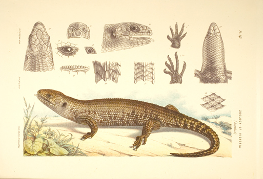 Scientific illustration of a Cunningham's Skink
