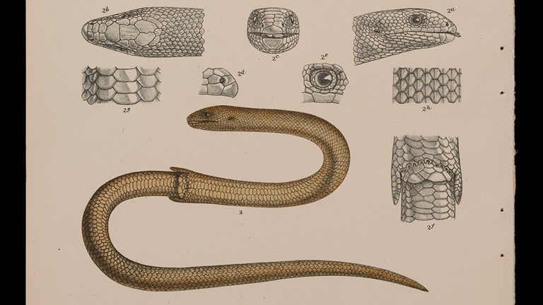Scientific illustration of a Legless Lizard
