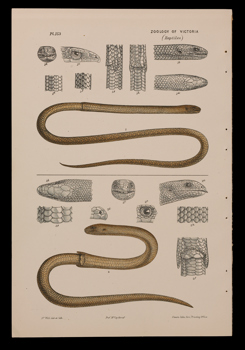 Scientific illustration of a Legless Lizard