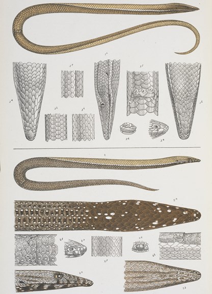 Scientific illustration of a Burton's Legless Lizard