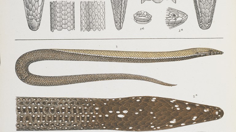 Scientific illustration of a Burton's Legless Lizard