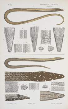 Scientific illustration of a Burton's Legless Lizard