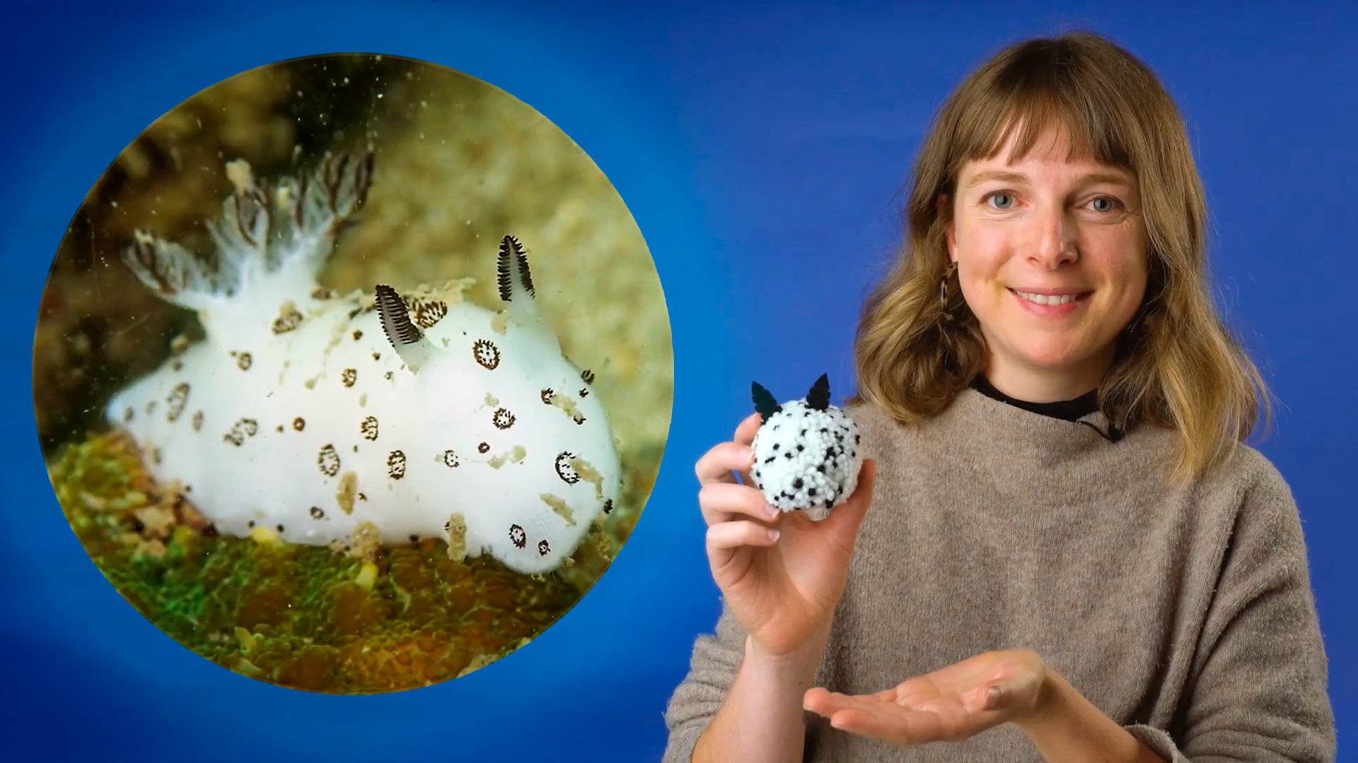 How to make a sea bunny Melbourne Museum