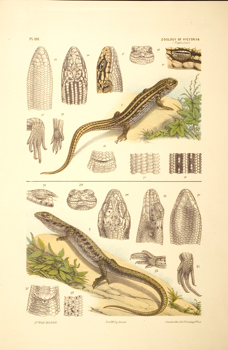 Scientific illustration of a White's Skink