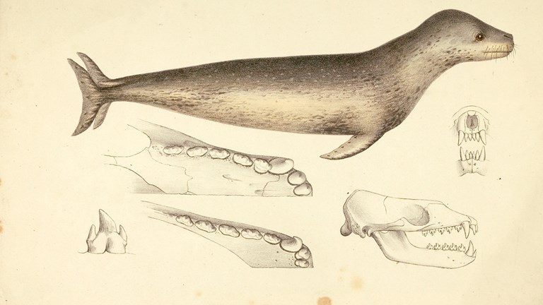 Scientific illustration of a Leopard Seal