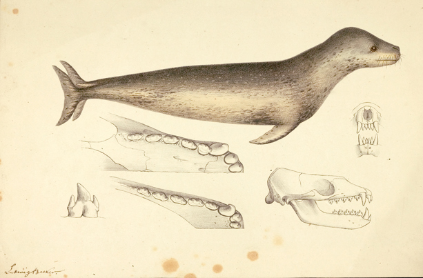 Scientific illustration of a Leopard Seal