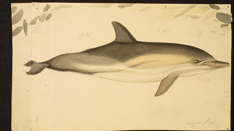 Scientific illustration of a Common Dolphin