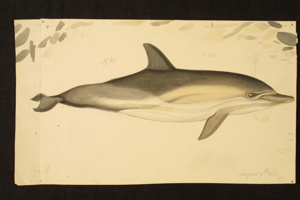 Scientific illustration of a Common Dolphin