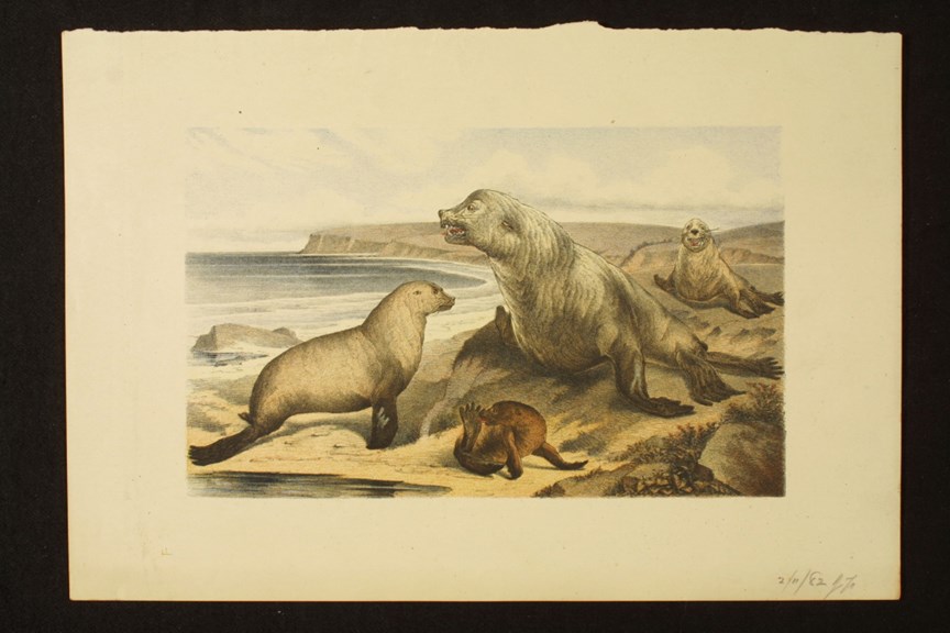 Illustration of Australian Fur Seals, beachside