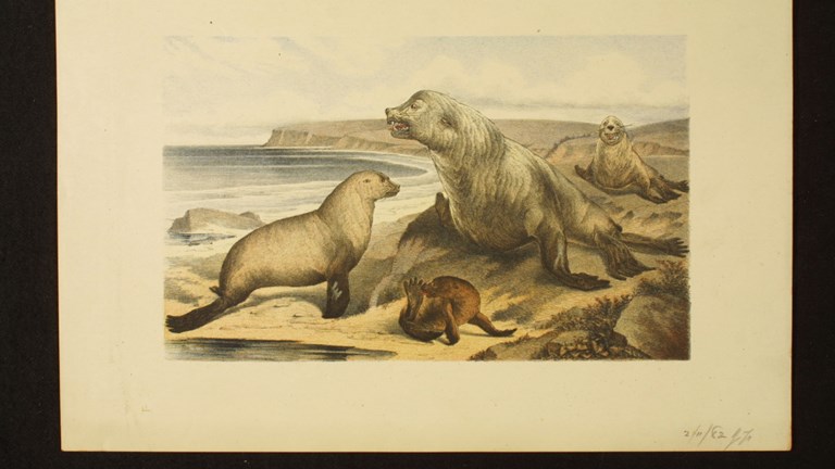 Illustration of Australian Fur Seals, beachside