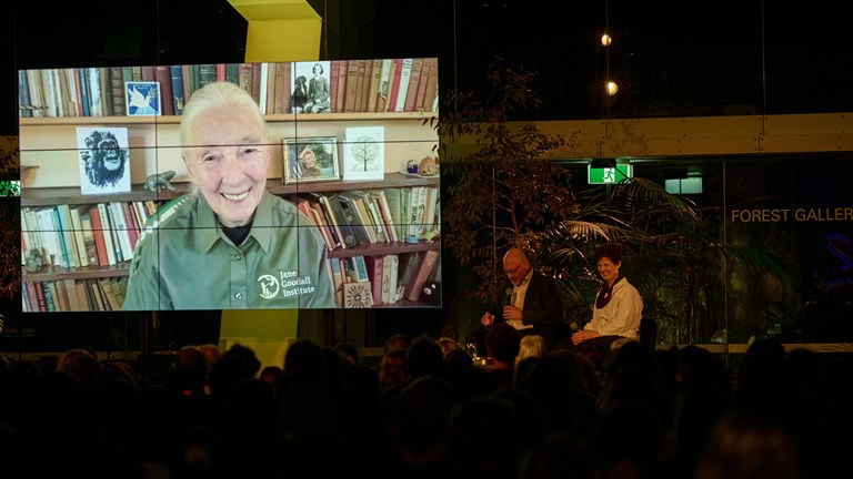Large screen with Dr Jane Goodall smiling and speaking with Tim Flannery and Jane Melville on a stage outside Melbourne Museum Forest Gallery. 