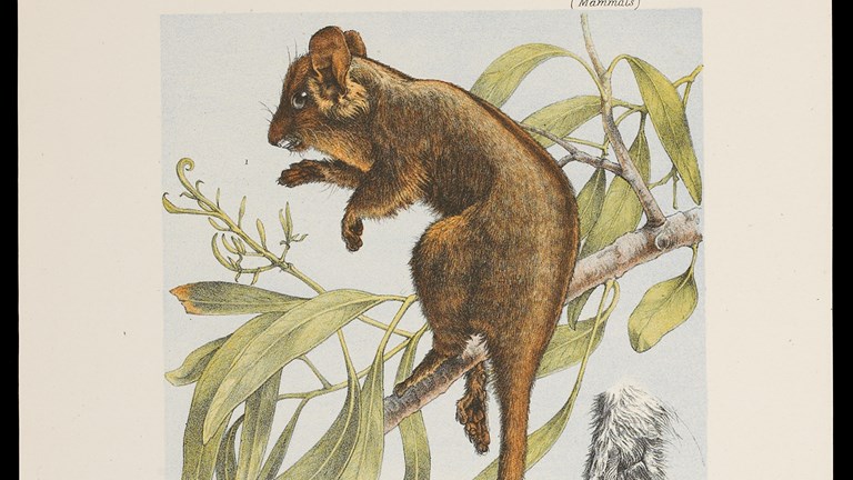 Scientific illustration of a Leadbeater's Possum