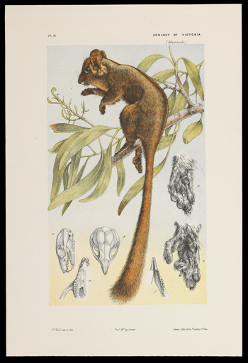 Scientific illustration of a Leadbeater's Possum