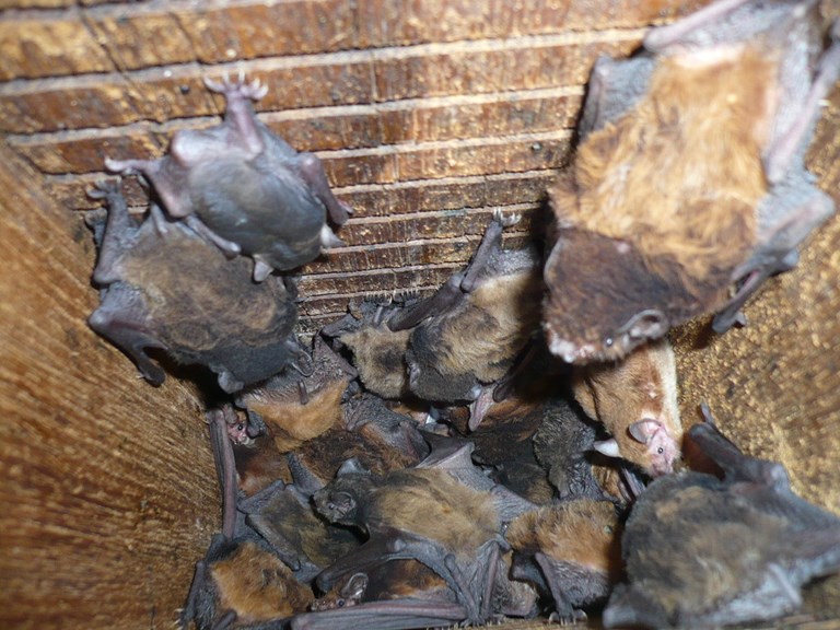Bats in a box