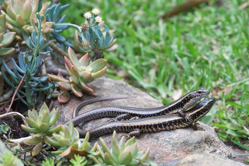 Two common skinks in the sun