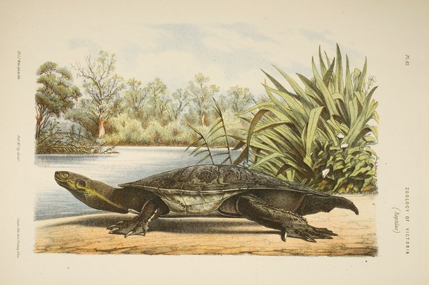 Illustration of a short-necked tortoise in an idealised Murray River habitat