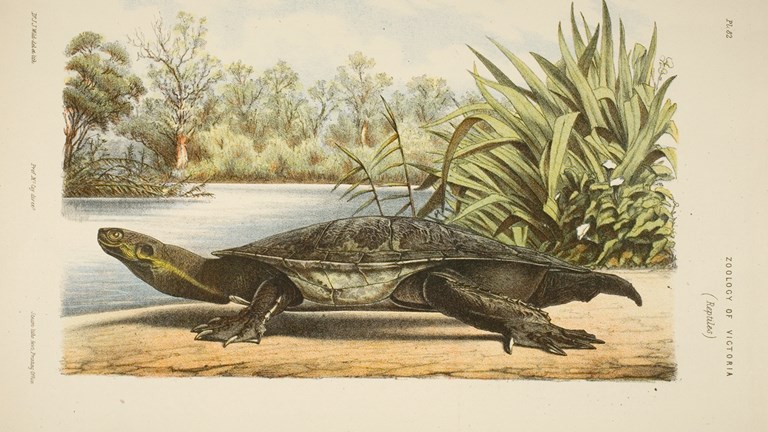 Illustration of a short-necked tortoise in an idealised Murray River habitat