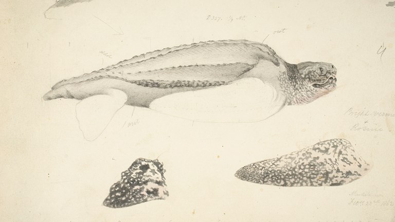 Black-and-white scientific illustration of a leathery turtle
