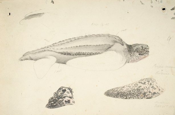 Black-and-white scientific illustration of a leathery turtle