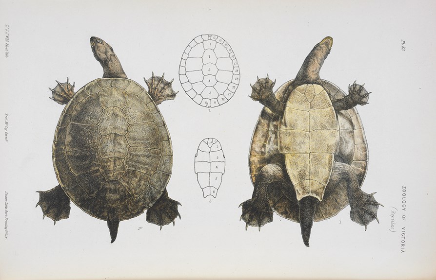 Scientific illustration of a Short-necked Tortoise