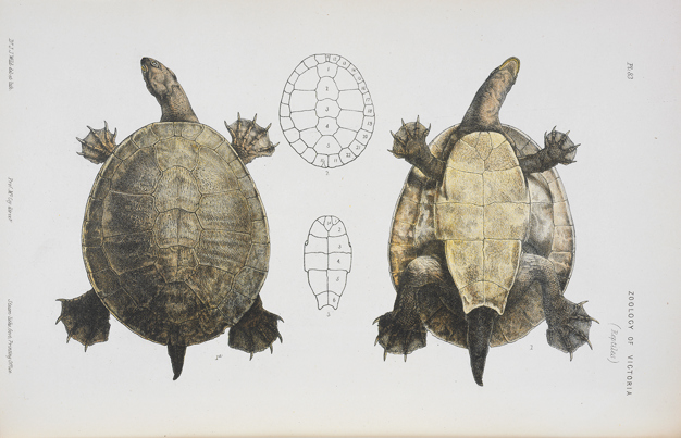 Scientific illustration of a Short-necked Tortoise