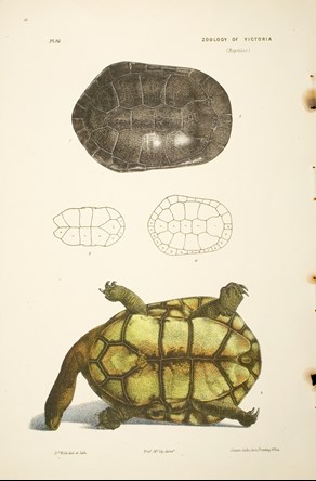 Scientific illustration of a Long-necked Tortoise