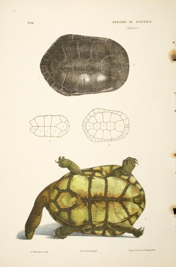 Scientific illustration of a Long-necked Tortoise