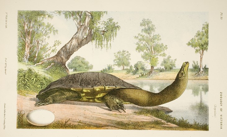 Scientific illustration of a Long-necked Tortoise