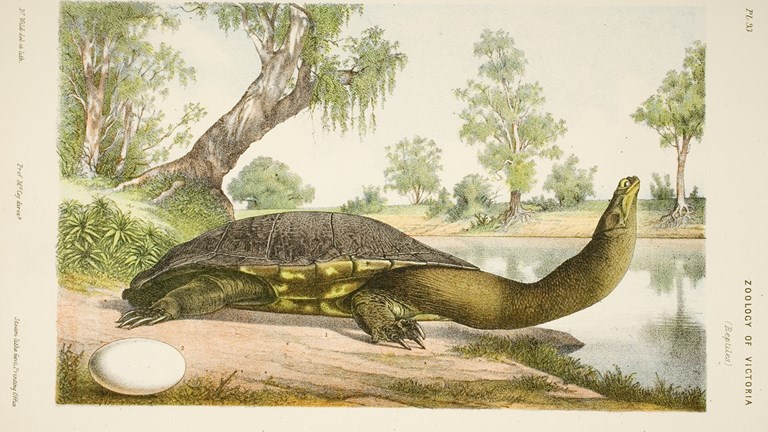 Scientific illustration of a Long-necked Tortoise