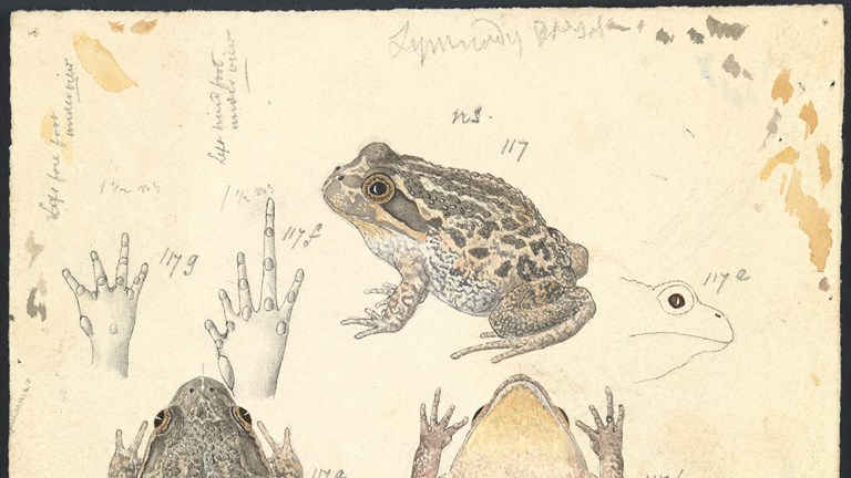 Scientific illustration of a Spotted Marsh Frog