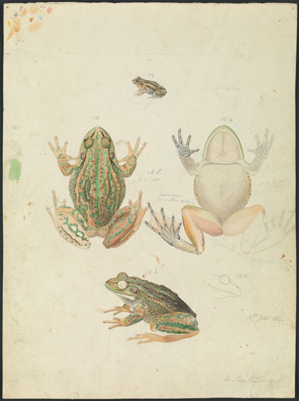 Scientific illustration of a Growling Grass Frog