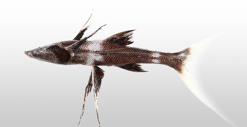 Research Institute Gallery | What's on | Melbourne Museum