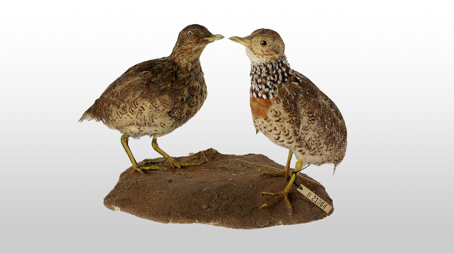 Plains-wanderer