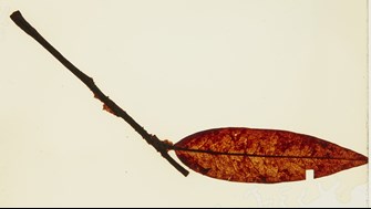 A brown leaf connected to a twig
