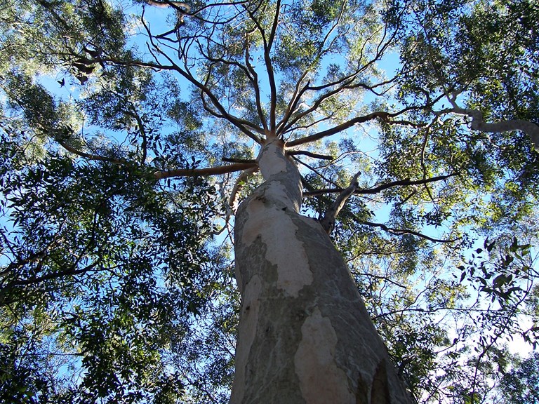 Looking up at a Eucalyptus tree