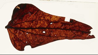Red brown leaf 